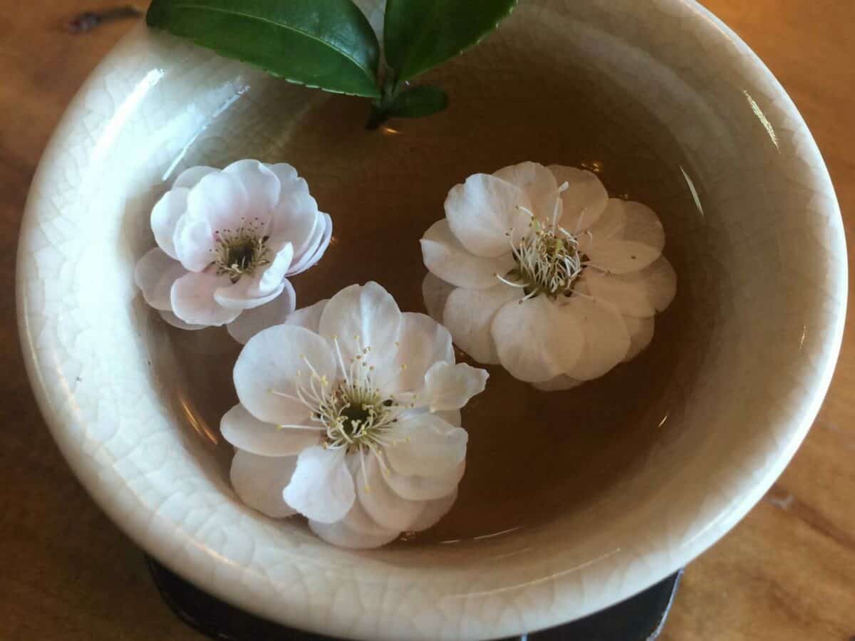 flowers in green tea cherry blossoms south korea