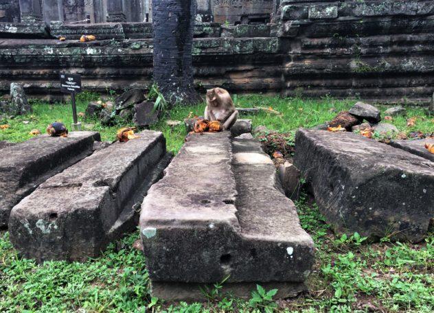 Angkor Wat Path Cambodia Siem Reap Temple Monkey Eating Coconut Pre Rup