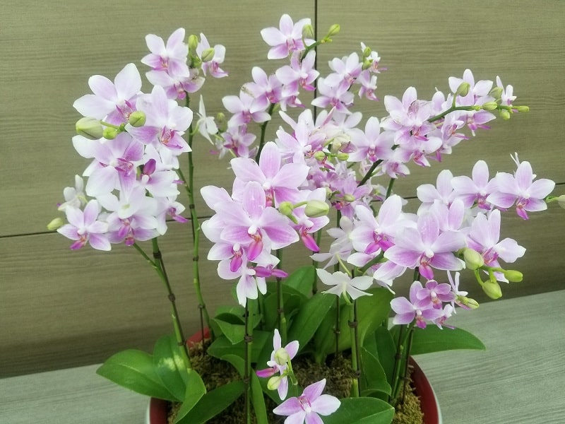 Orchids in Incheon Airport.