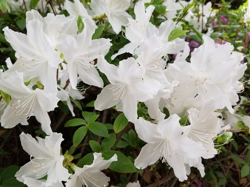 white azaleas in Korea.