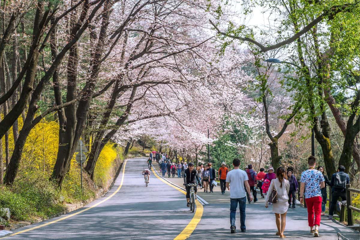 Cherry blossom trees in South Korea.