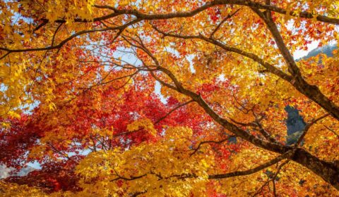 Autumn in Korea.