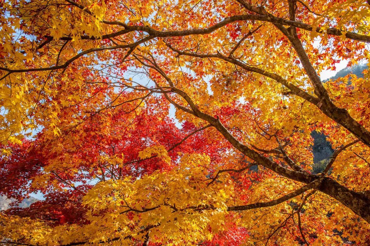 Autumn in Korea.