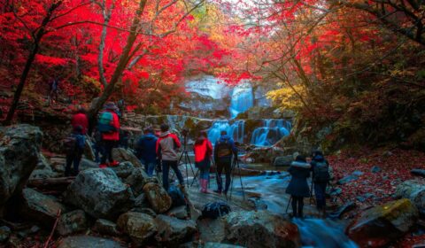 red autumn leaves in a Korean landscape.