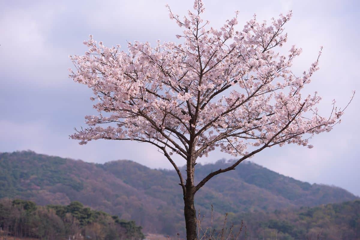 Beautiful cherry blossom tree in South Korea.