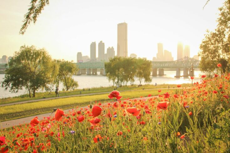 Complete Guide to Spring in Korea (27+ Things to Do & See)