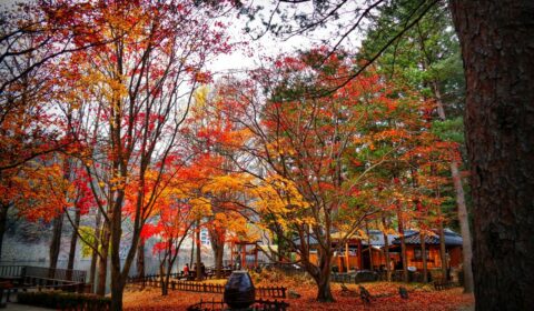 Beautiful trees during autumn.