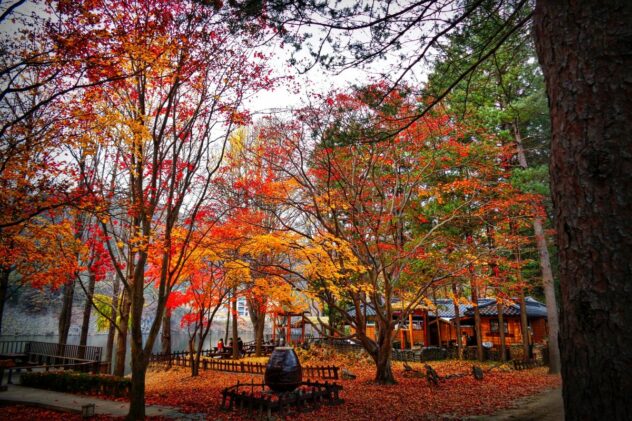Complete Guide to Fall in Korea (Autumn Leaves Spots)