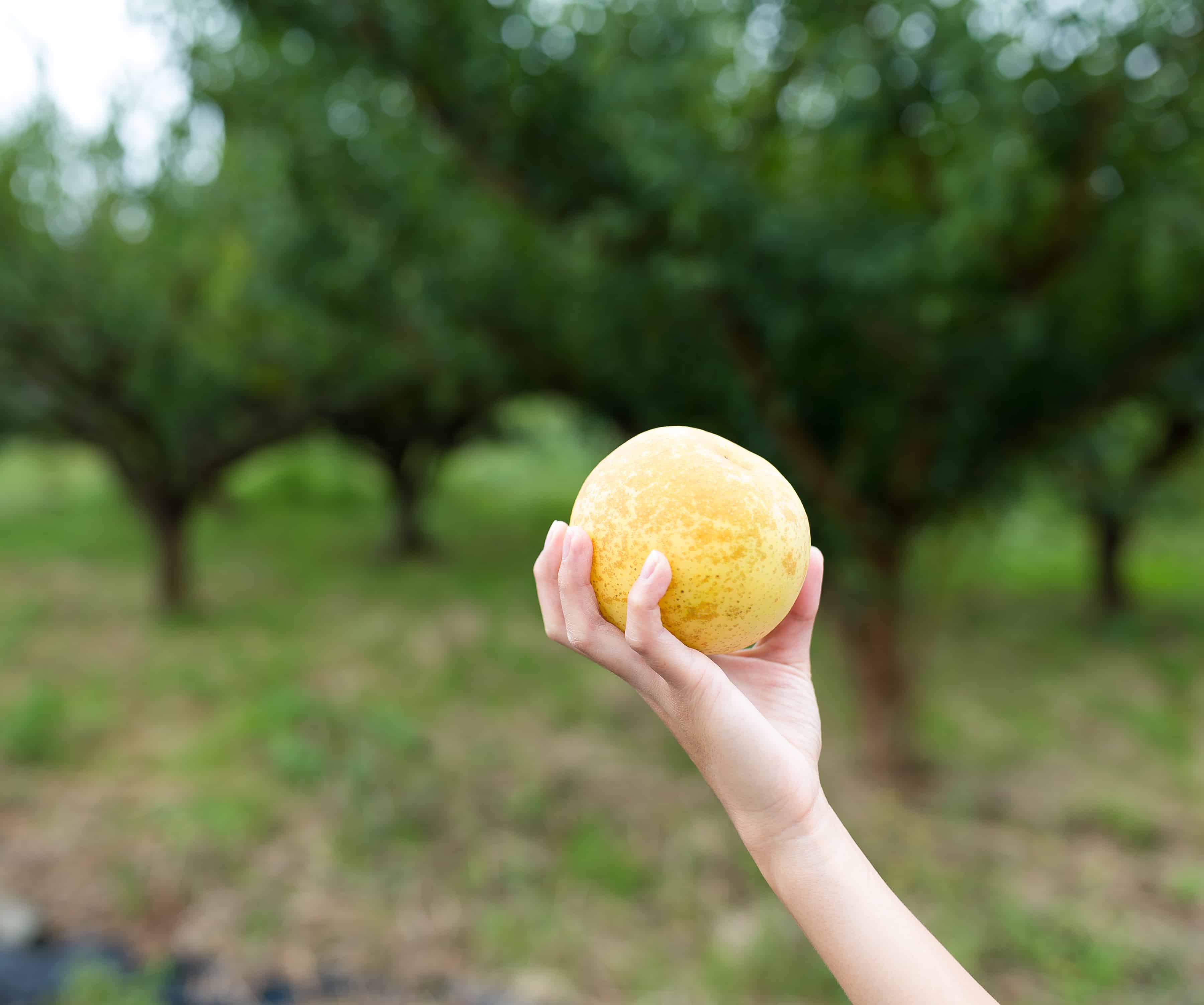 Pear In Korea Complete Korean Pear Guide (Asian Pears, Apple Pears)
