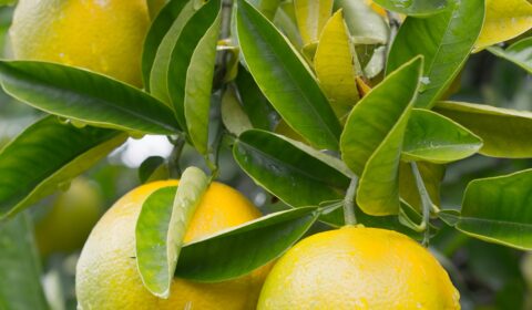 Japanese yuzu.