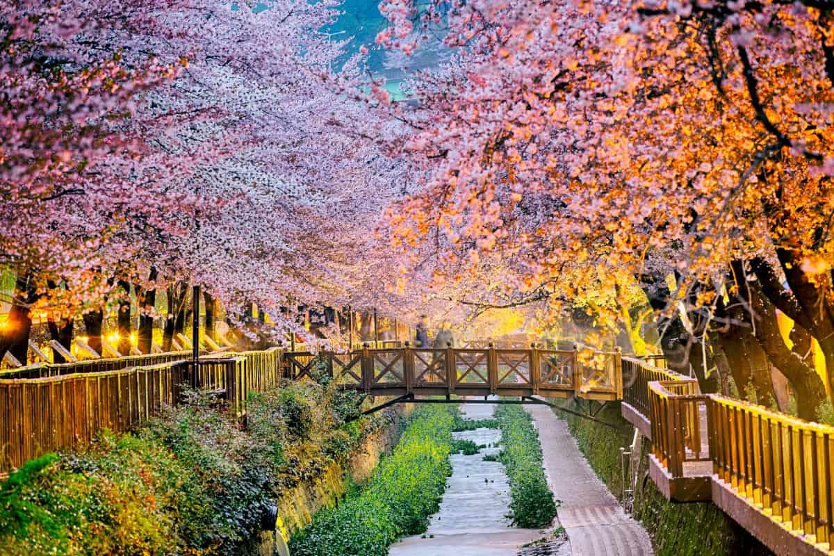 Beautiful Sakura flowers in Busan, South Korea.