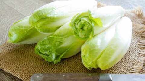 Endives on the table.