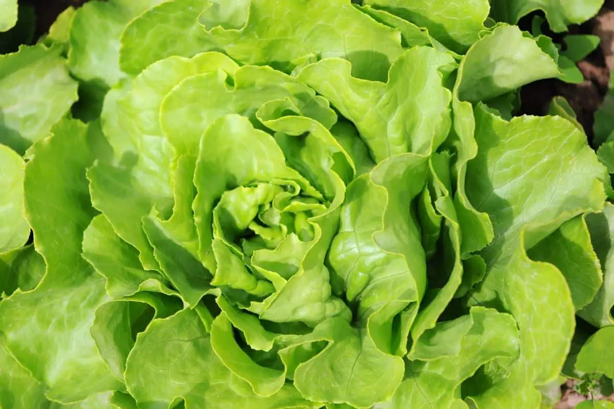 Green bibb lettuce.