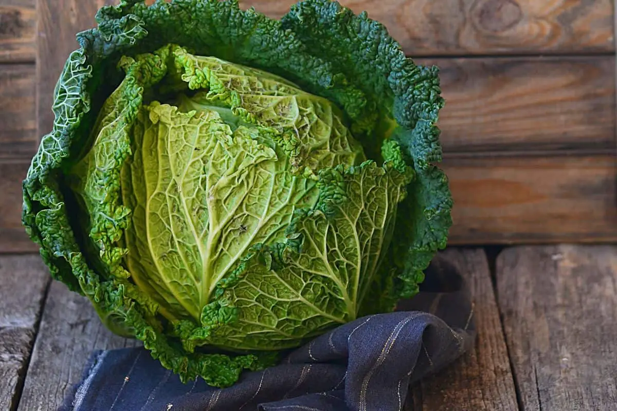 Green savoy cabbage.