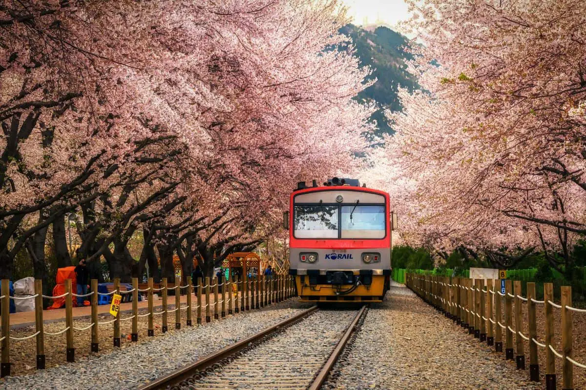 Train surrounded by Cherry Blossoms in Gyeonghwa Station, Seoul.