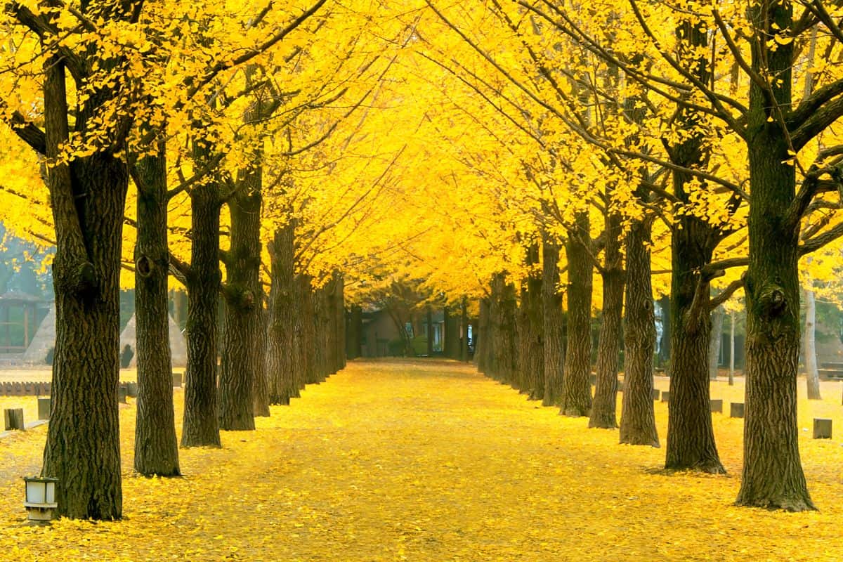 Row of yellow ginkgo trees on Nami Island, Korea.