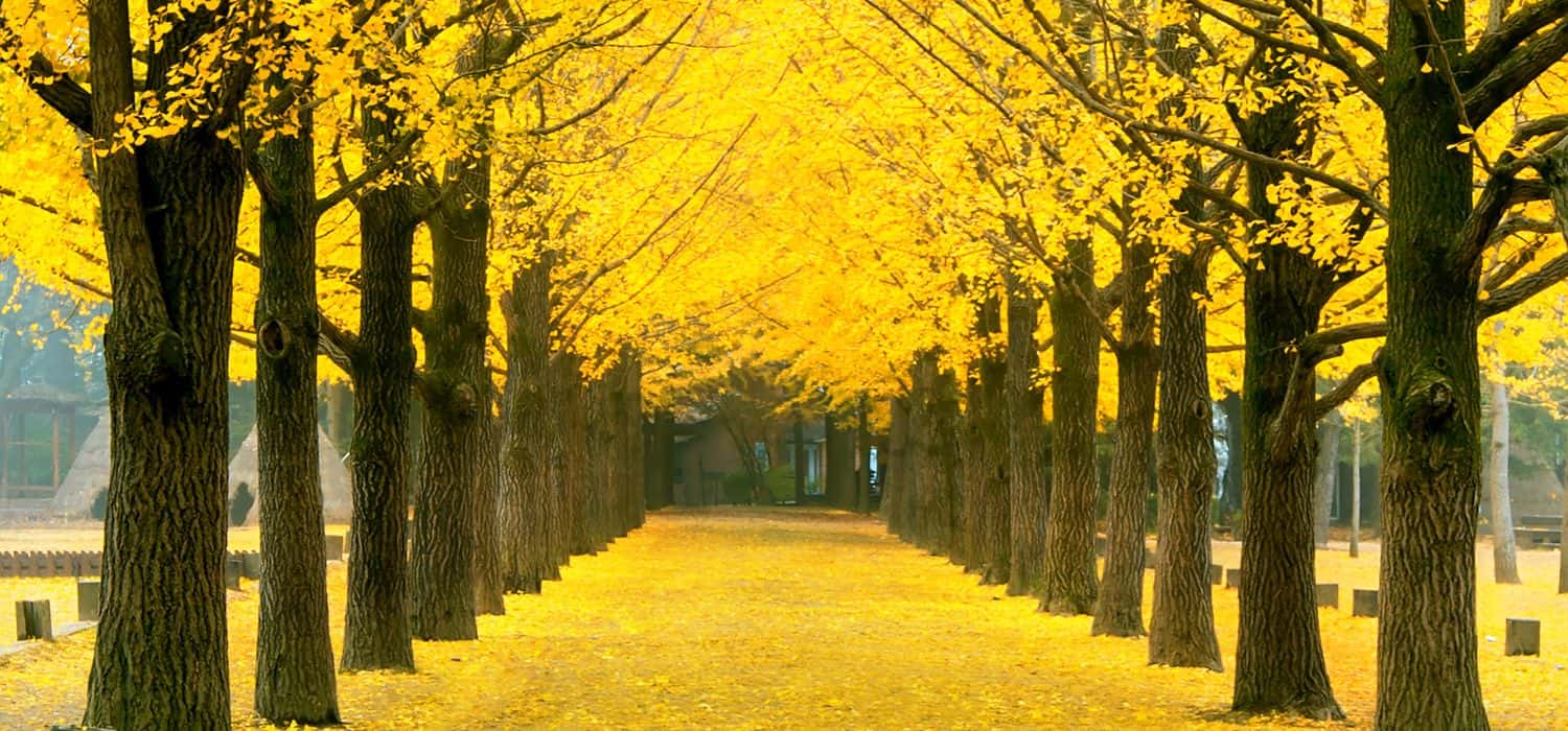 Row of yellow ginkgo trees on Nami Island, Korea.