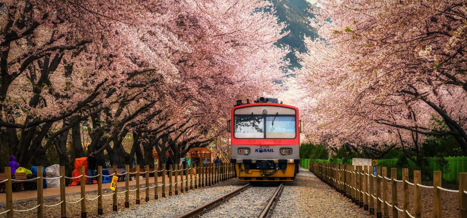 Train pulling into the station in South Korea, surrounded by cherry blossoms. 