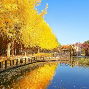 Autumn trees along the shore in Nami Island.