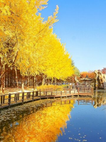 Autumn trees along the shore in Nami Island.