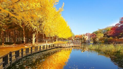 Autumn trees along the shore in Nami Island.