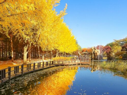 Autumn trees along the shore in Nami Island.