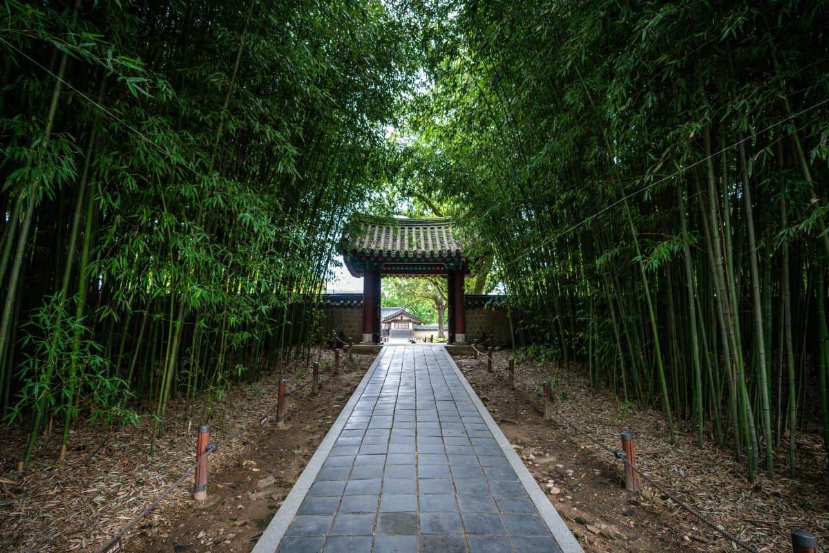 Bamboo grove alley and traditional gate at Gyeonggijeon Shrine in Jeonju South Korea.