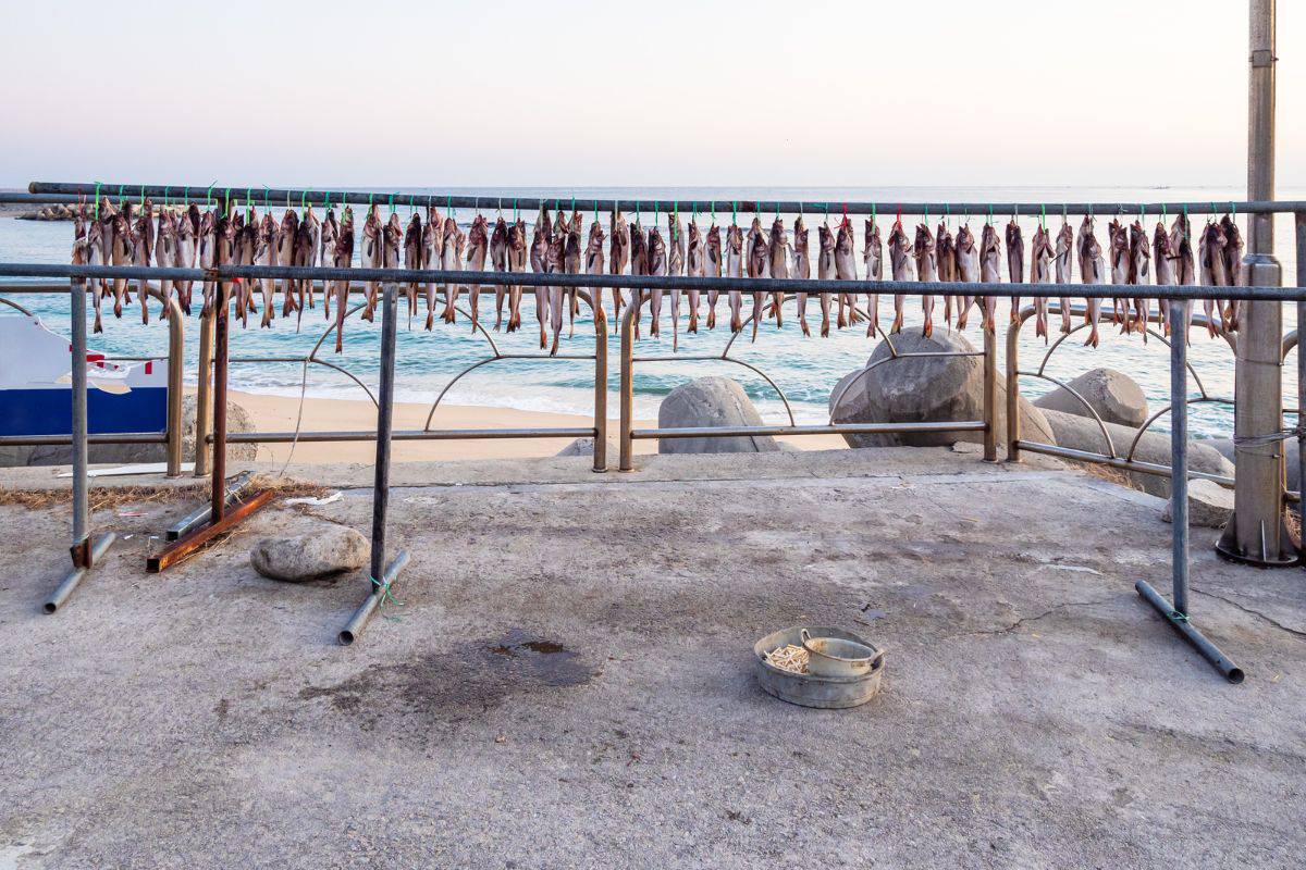 Fish Drying Outdoors in Sokcho City.