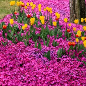 Tulip flower field in Suncheon Bay National Garden, South Korea.