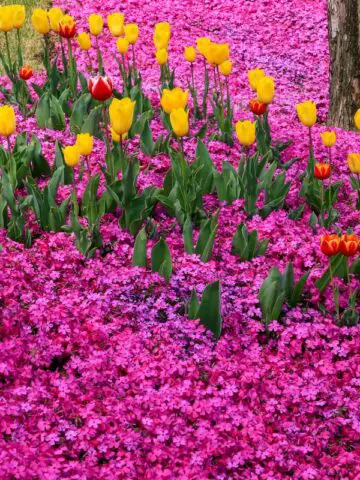 Tulip flower field in Suncheon Bay National Garden, South Korea.
