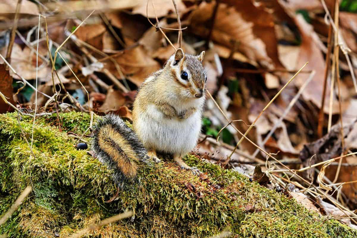 A cute squirrel seen in the valley of Mudeungsan National Park.