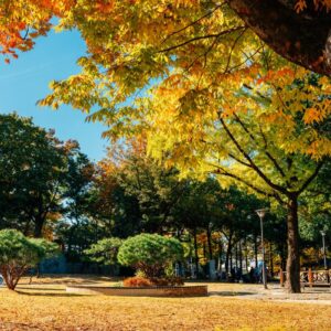 Autumn of Gwangju park in Gwangju, South Korea.