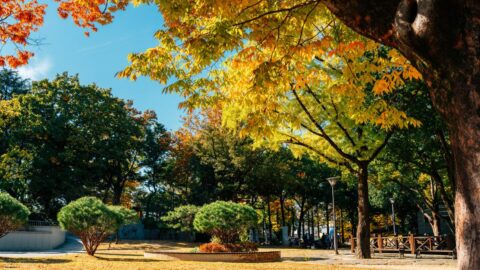 Autumn of Gwangju park in Gwangju, South Korea.