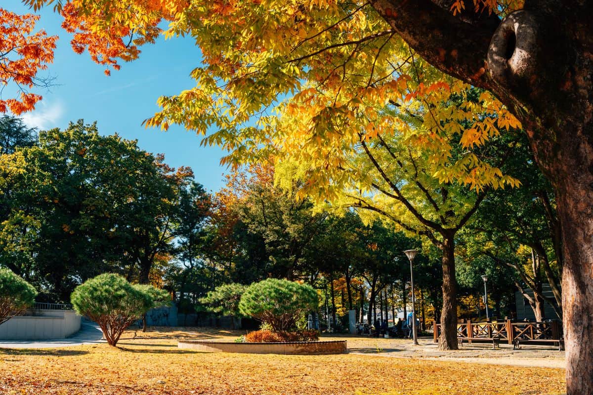 Autumn of Gwangju park in Gwangju, South Korea.