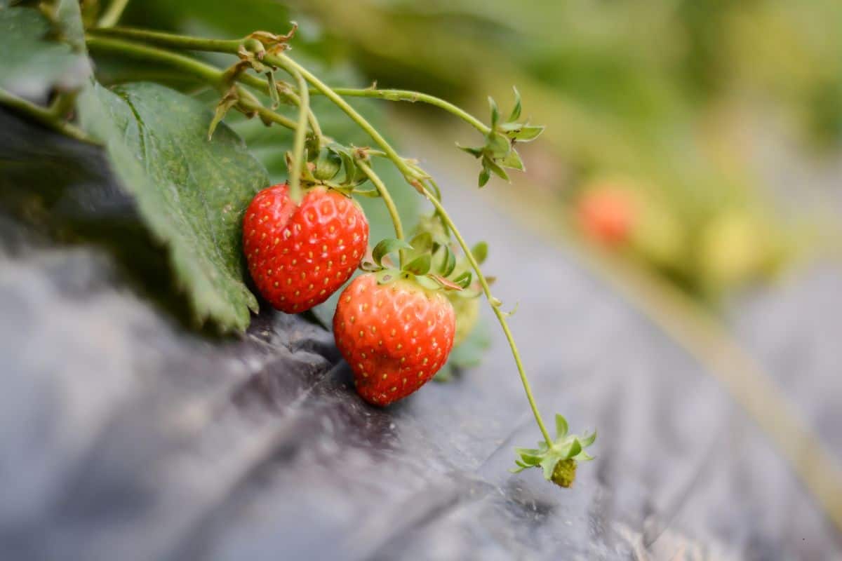 Unharvested Korean strawberries.