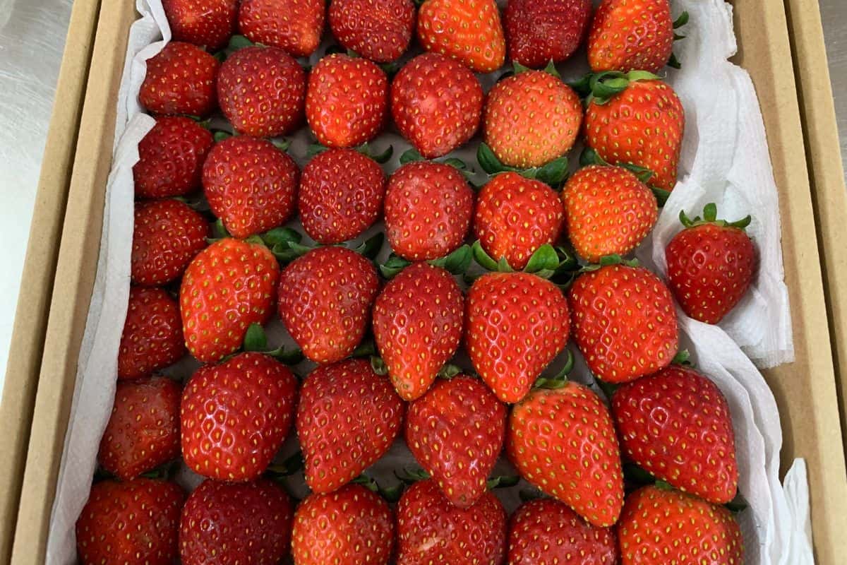 A box of Korean strawberries.