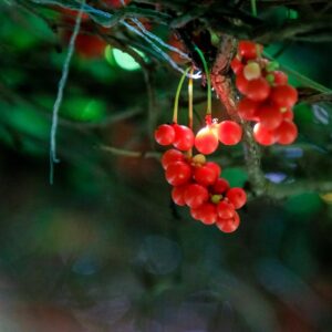 Omija berries.