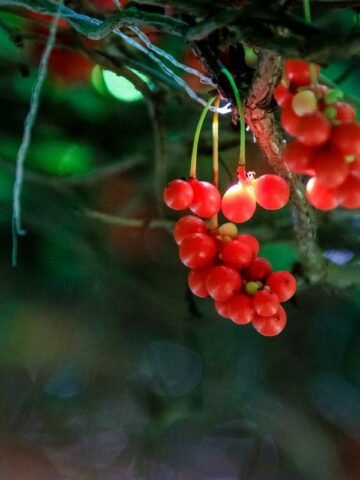 Omija berries.