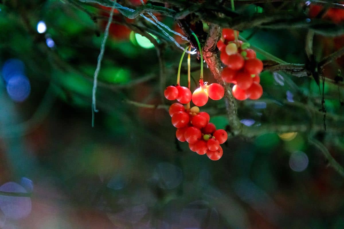 Omija berries.