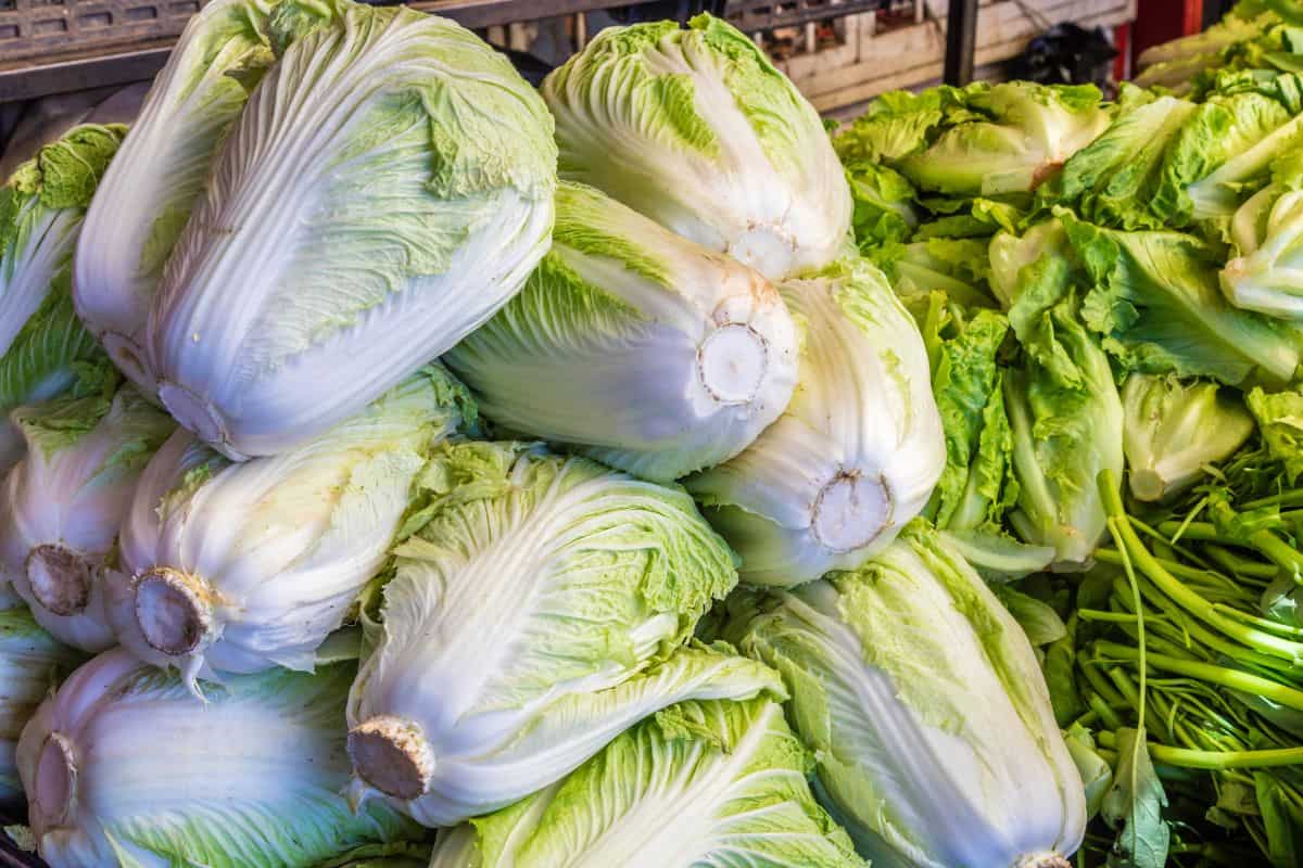 A pile of napa cabbage.