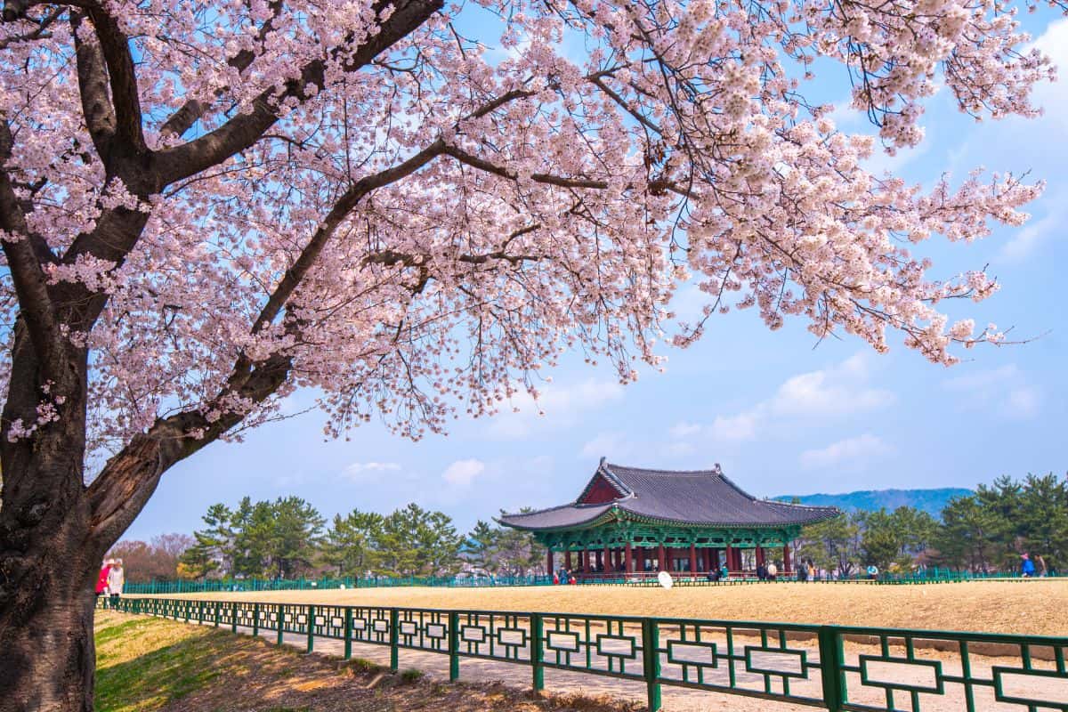 Beautiful cherry blossoms in the spring of South Korea at Gyeongju South Korea city South Korea.