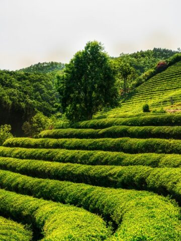 Boseong green tea fields.