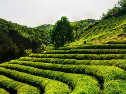 Boseong green tea fields.