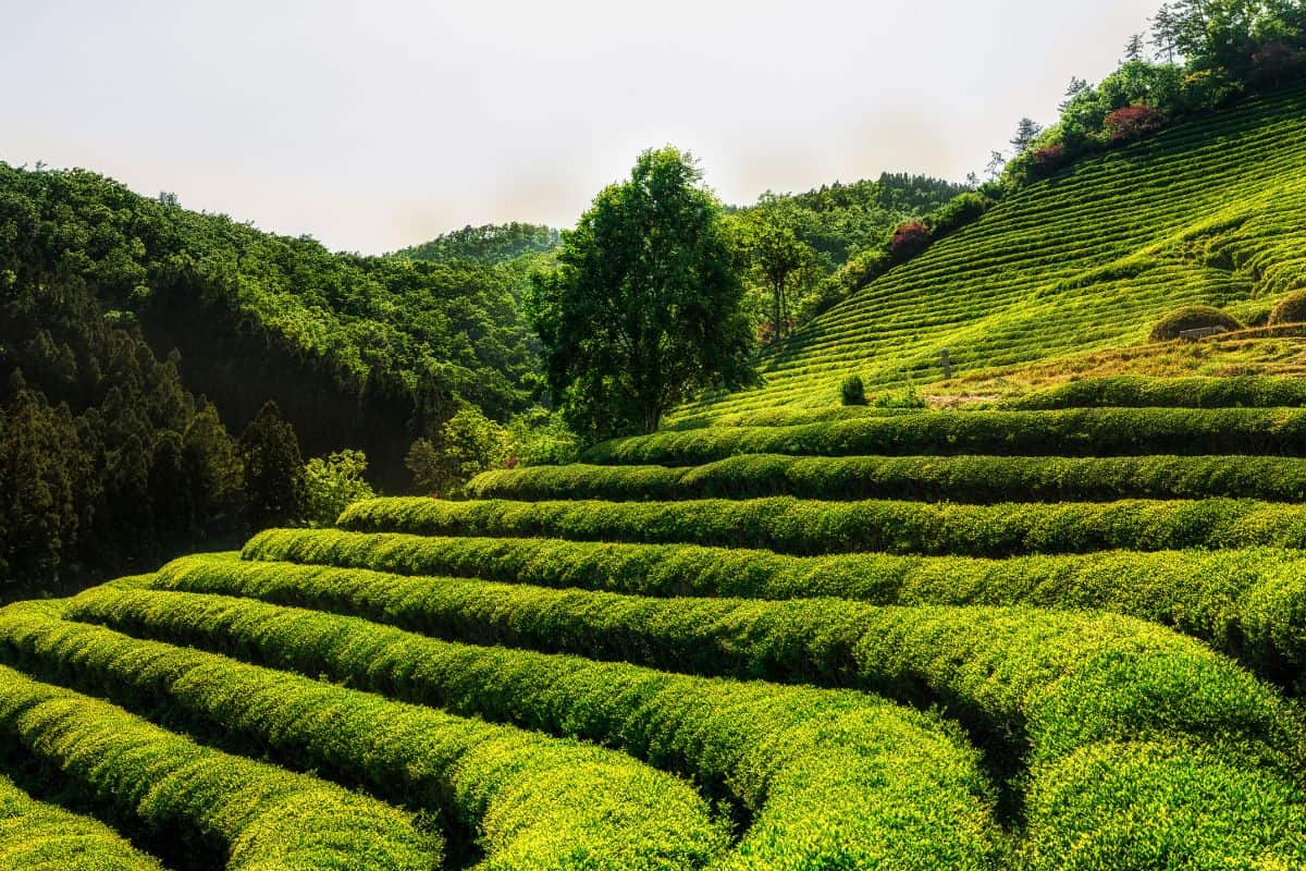 Boseong green tea fields.