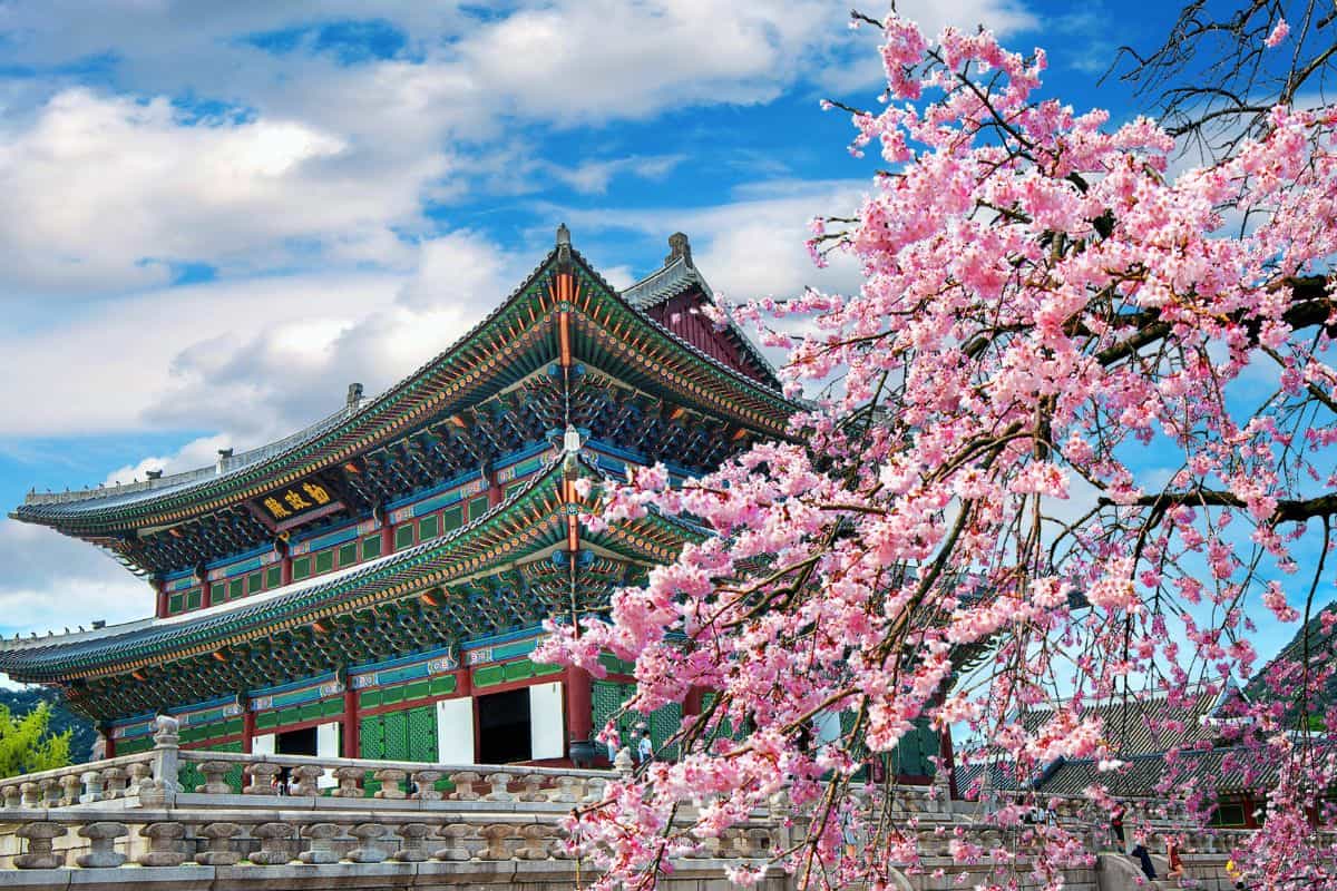 Cherry blossoms in spring, Seoul in Korea.