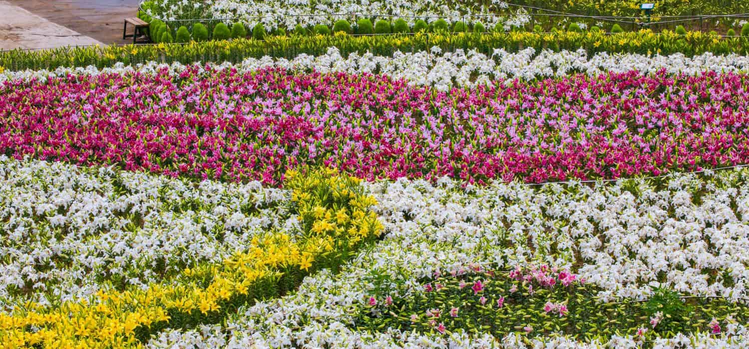 Flowers during Taean Tulip Festival.