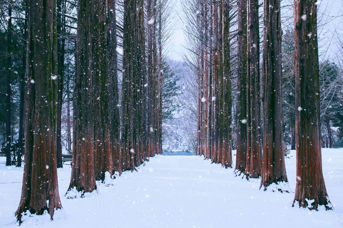 Nami island in Korea, row of pine trees in winter.