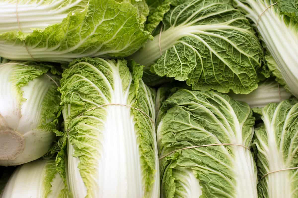 Napa cabbages at farmers market.