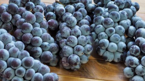 Organic Korean grapes.