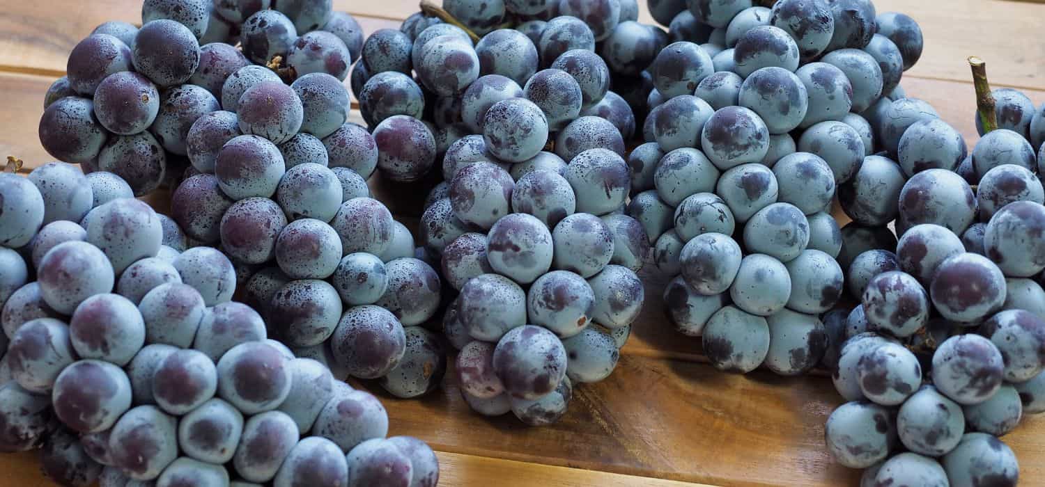 Organic Korean grapes.